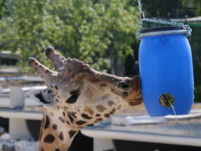 Conveyor for feeding giraffes